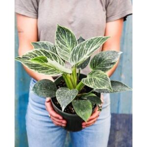 Trầu bà vương kim cương thơm, hoa đẹp trồng  trong nhà trong cốc nước