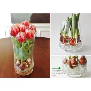 Củ Hoa tulip nhiều màu tặng  hạt hoa