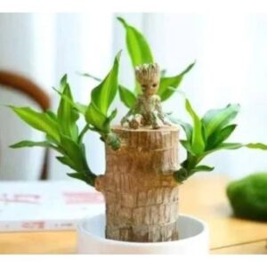 Phát tài khúc thiết mộc Lan đặt trong chậu nước đặt trong nhà giúp thơm mát và làm sạch không khí