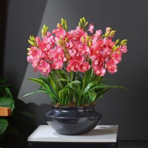 Củ hoa thiên nga mắt ngọc đẹp quyến rũ