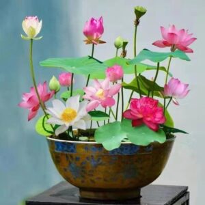 Hạt giống hoa sen mini trồng trong nước đẹp bốn mùa